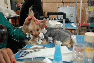 Illustration for article titled Wrapping Up The 2008 Westminster Dog Show